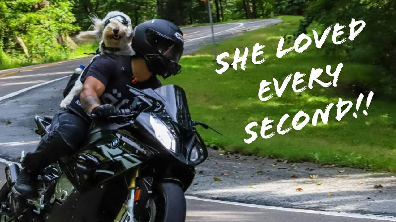 Dog Rides Motorcycle! YouTube