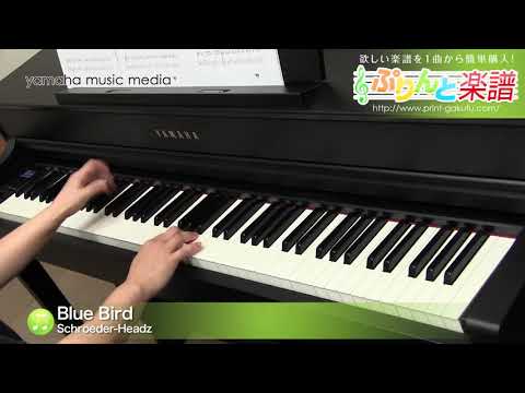 Blue Bird Schroeder-Headz