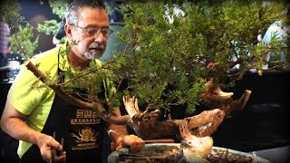 William Valavanis Styles A Juniper Bonsai At Bwb