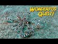 Wunderpus Octopus Quest! | JONATHAN BIRD'S BLUE WORLD