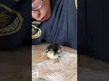 Baby chicky needs a bit of help