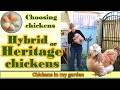 Should you choose hybrid or heritage chickens whats the difference