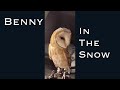 Benny In The Snow