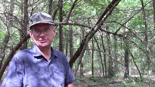 Bigfoot encounter Hughes County Oklahoma.