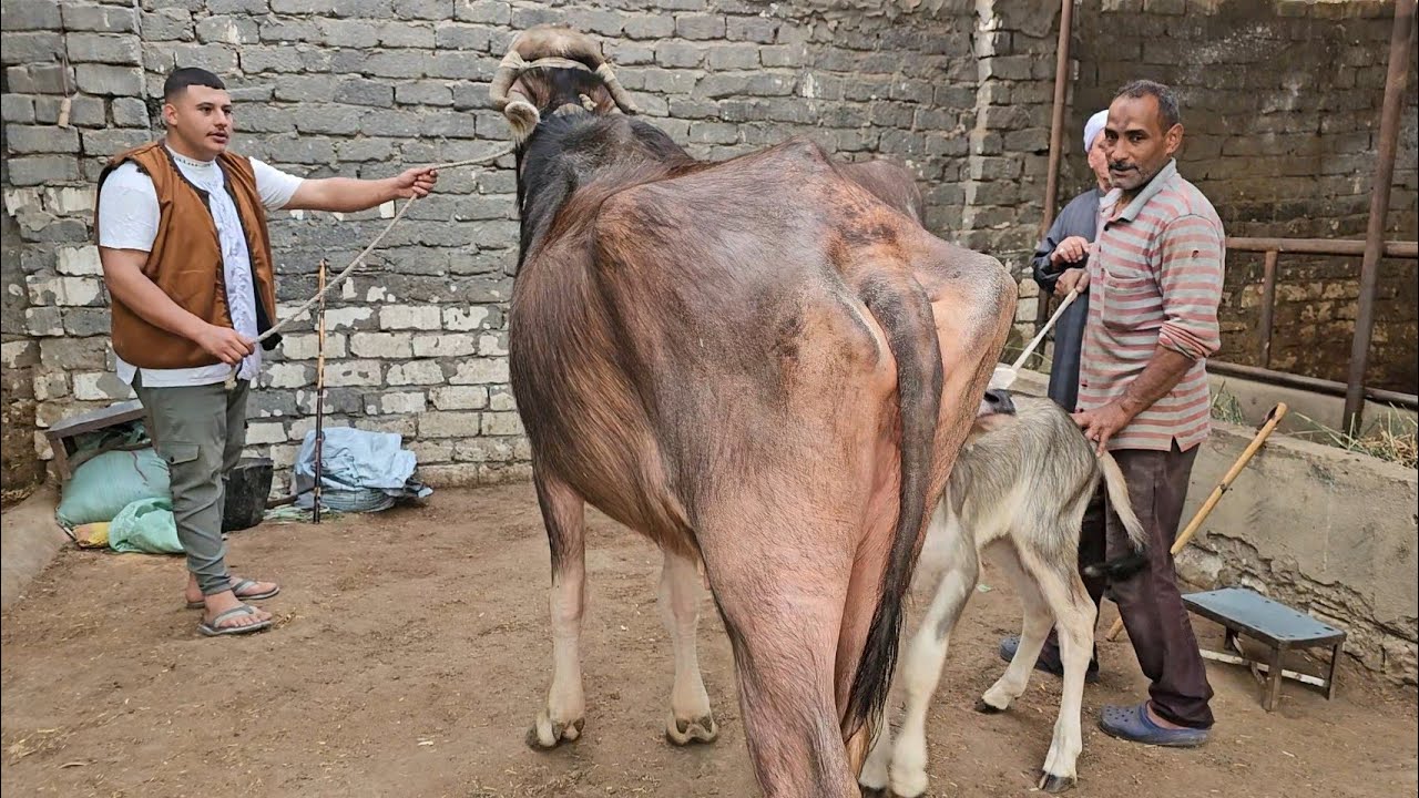 إنهيار في أسعار الجاموس الوالد في مزرعة المعلم واصف بنزينات اعلي لبن في اليوم للتواصل/ 01001241382