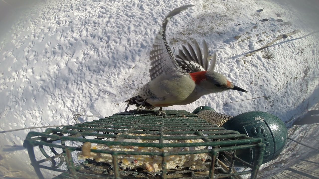 Red-Belly Full of Suet