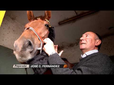 Video: ¿Para qué sirven las anteojeras para caballos?