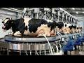 Inside a Giant Dairy Farm: $500,000 Shocking Truth of Industrial Milk Production