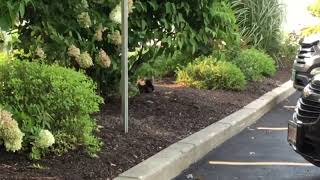 Rare Black Squirrel Spotted In Massachusetts