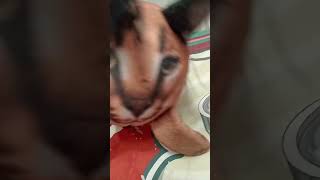 67 #fnf #сваты6 #osu #snow #fnfmod #cat #animation #история #история #music #history