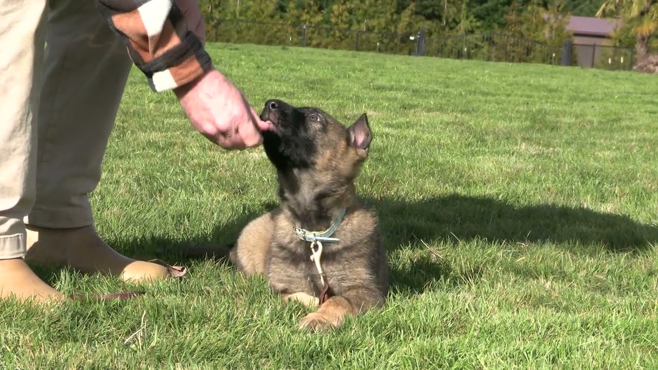 Unbelievable Natural Ability To Learn Extremely Quickly! Kraftwork K9 Pro German Shepherds