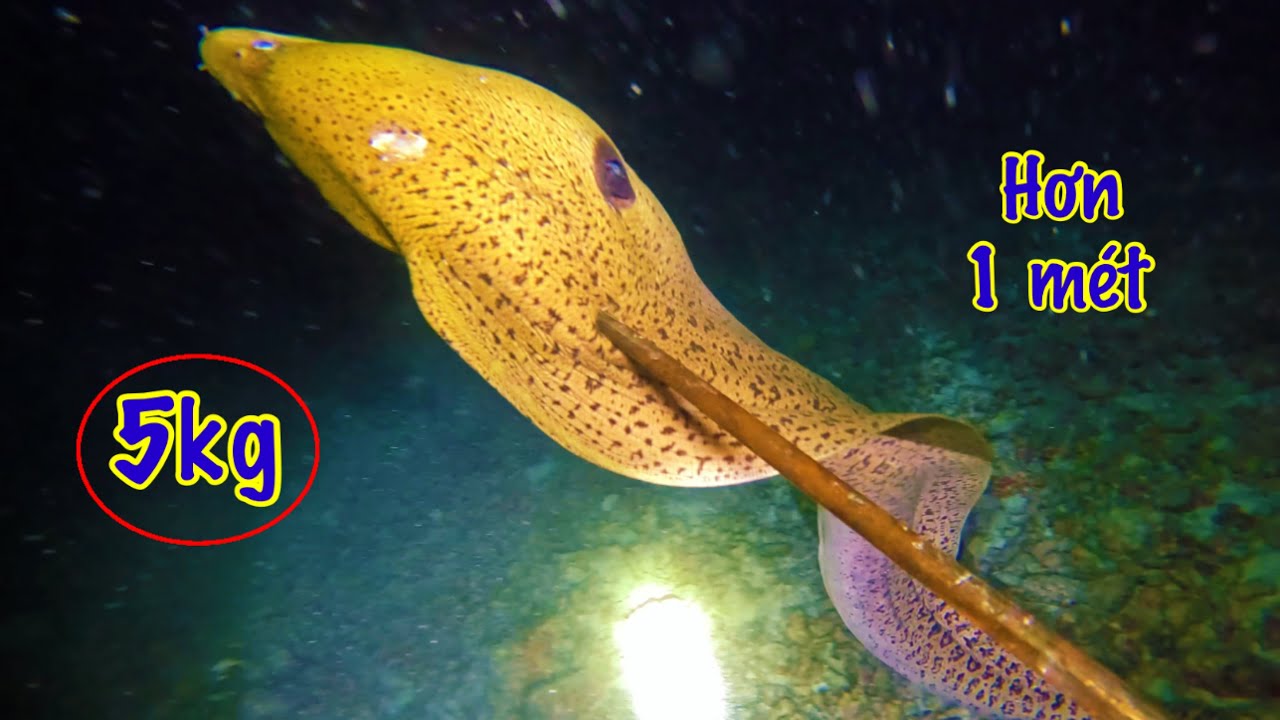 T1- Cá Chình Dài Hơn 1 Mét | Bất Ngờ Săn Được Khi Trong Hang Đá/ Lặn Biển Trường Sa