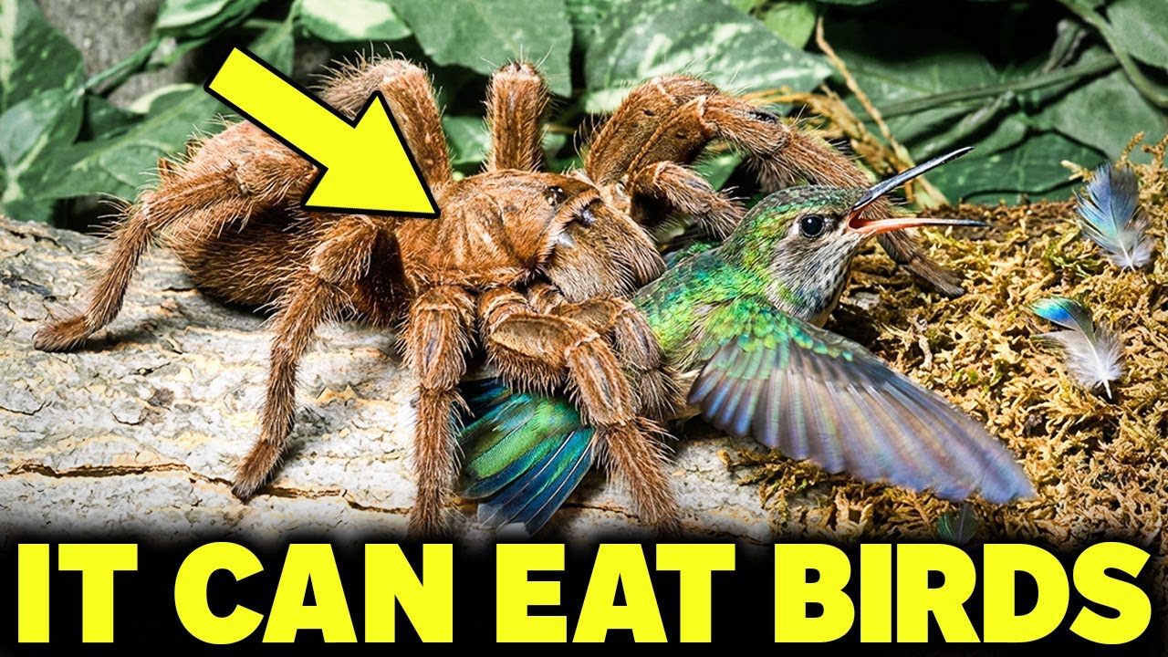 This Bird Eating Spider Exists and It's The LARGEST One in The World