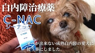 犬猫の白内障治療薬【C-NAC(ｼｰﾅｯｸ)】を成熟白内障の愛犬に使う事にしました。【概要欄】