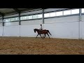 Тренування спортивних коней. Момент з кінної ферми