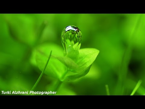 مقتطفات الكربون والنبات