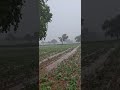 22 जुलाई को शाम 3:15 पर अच्छी बारिश हो रही है जी हमारे यहा तो आपके यहा मौसम का हाल क्या है 🌧🤔 #reels