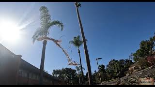 Cómo podar una palmera con picos sin dañarla toda 😅 #ramborista #tree by Ramborista 6,492 views 4 months ago 13 minutes, 22 seconds