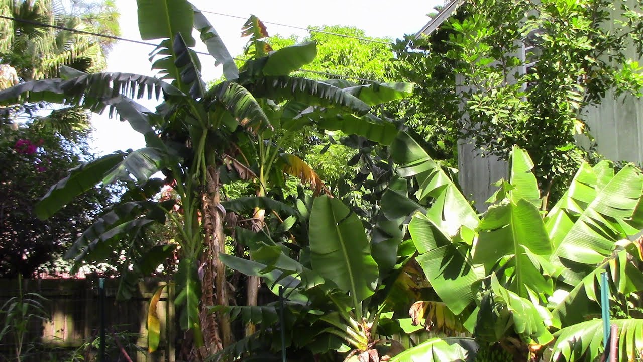Zone 9 Gardening Caring For The Flowering Banana Plants In August