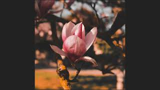 a glimpse of spring