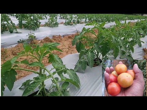 فيديو: الفاونيا: زراعة ورعاية في الحقول المفتوحة