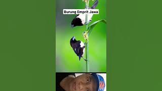 Burung Over Populasi Burung Emprit Jawa #shorts #burung