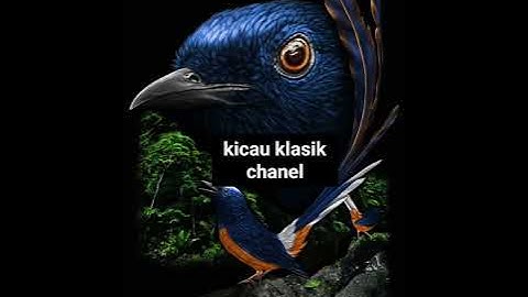 Tengkek Buto ngekek panjang, cocok buat masteran murai batu/burung kicau