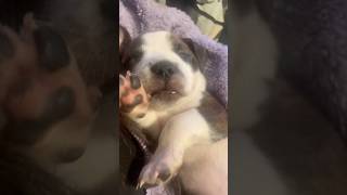 Little Miss Cupcake Baby Cupcake My Little Blessing