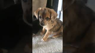 Puppies!! Corgi/Aussie X Mini Aussies!