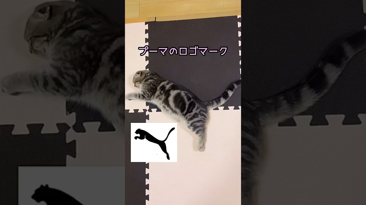 プーマのロゴマークのように眠る猫が可愛い Shorts まんぼう Puma ダイエット Youtube