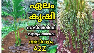 Elam  bust Agriculture Farming          cardamom elam