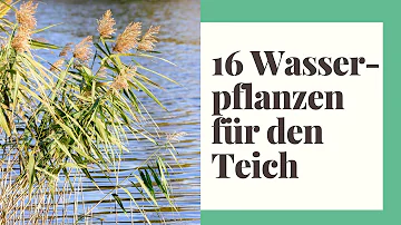 Welcher Untergrund für Teich?