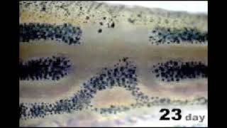 zebrafish artificial pattern change