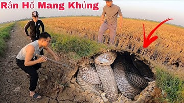 Cuộc Gọi Khẩn Cấp Của Hai Anh Em Phát Hiện 2 Con Rắn Hổ Mang Khi Đang Đi Làm