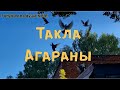 Такла, агараны