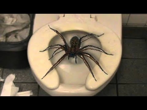 Top 10 Insects And Spiders You Won&rsquo;t Believe Exist