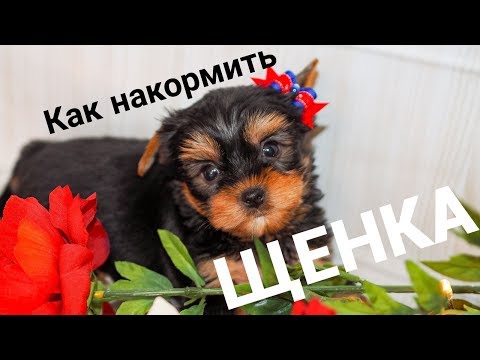 Чем кормить щенка / Как накормить щенка / Щенок йорка