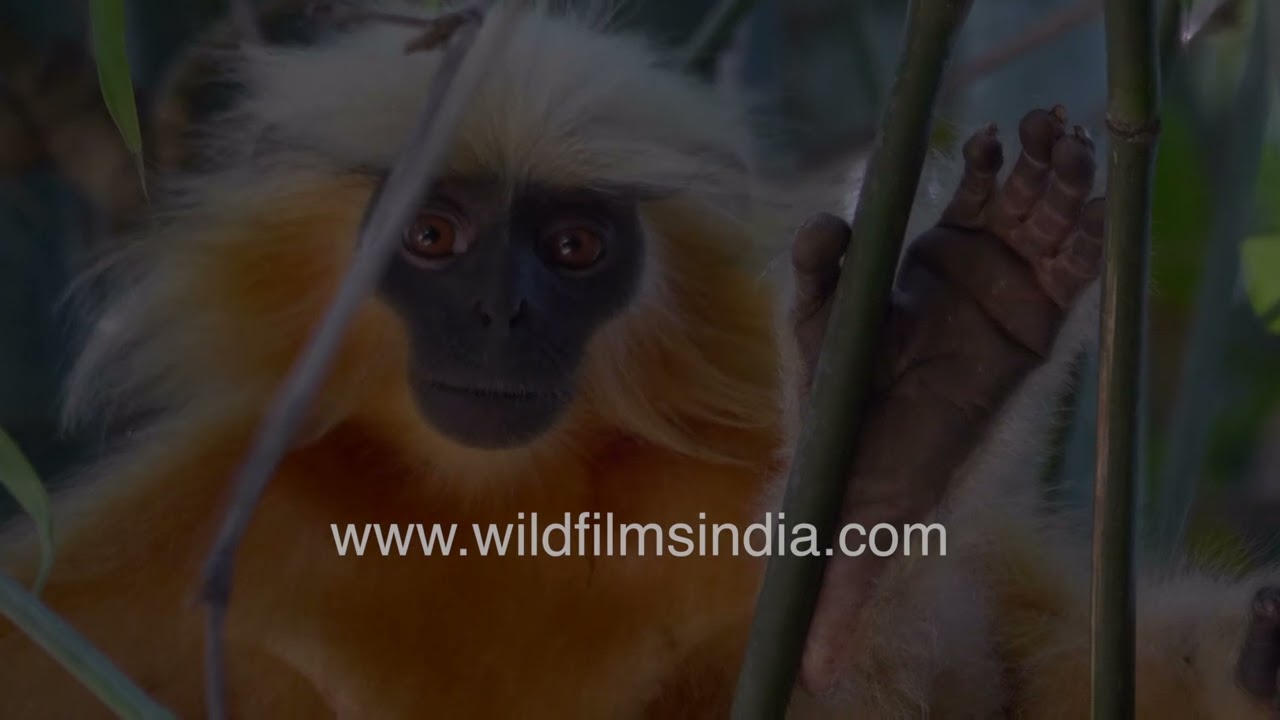 Golden langur glowing in low light at Kakoijana Assam