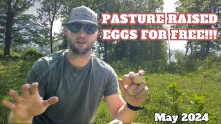 Producing Pasture Raised Eggs For Free!