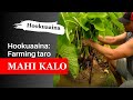 Mahi Kalo Farming Kalo With Hookuaaina Mahi Kalo Farming Kalo With Hookuaaina
