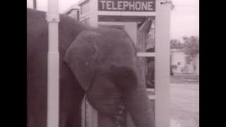 Celebrity Candid Camera Gold: Elephant Problem Wealth