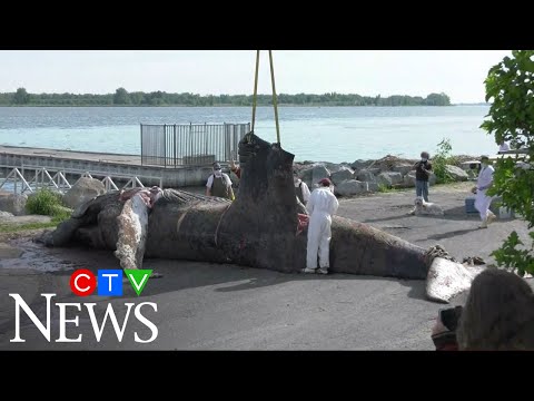 Veterinarians say boat strike may have killed Montreal's humpback whale