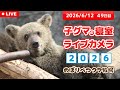 6月12日 子グマの寝室ライブカメラ のぼりべつクマ牧場