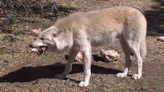 Mexican Gray Wolves Animals by ONLINE THEPLANET 264 views 3 years ago 1 minute, 39 seconds