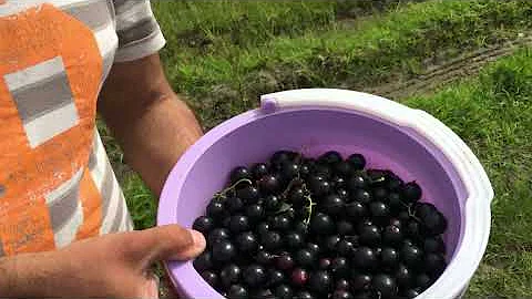 5 самых урожайных и вкусных сортов черной смородины