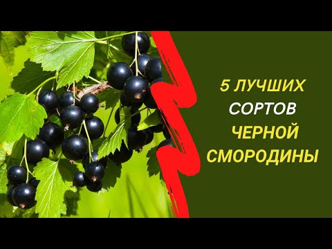 5 Самых Урожайных И Вкусных Сортов Черной Смородины