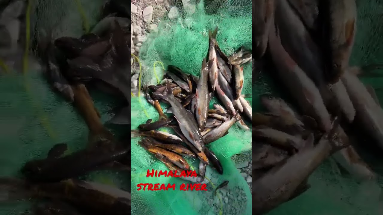 Net cast fishing Himalaya stream river