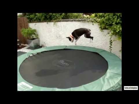 Dogs on Trampolines Compilation