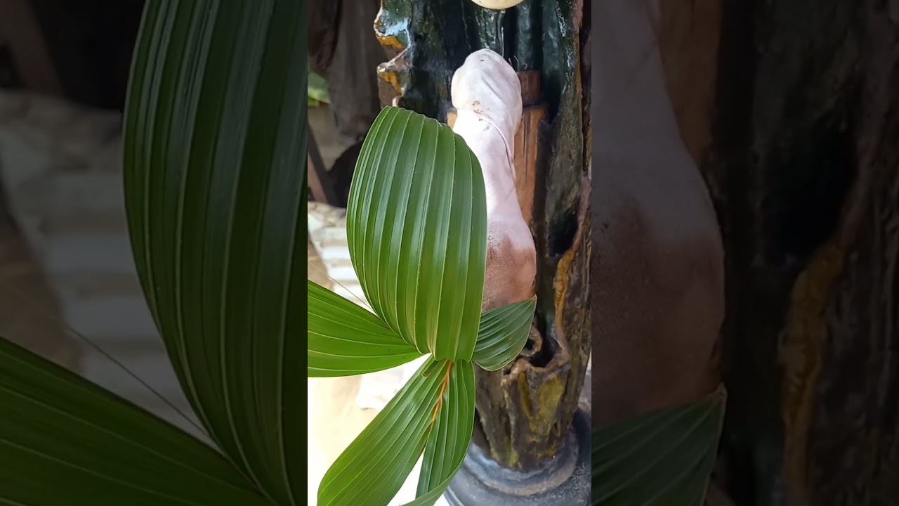 bonsa&iuml; au noix de coco cr&eacute;ation unique