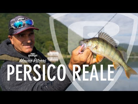 Video: Come Nutrire Il Pesce Persico In Inverno?